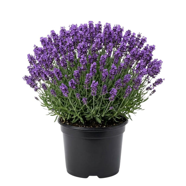 Lavender Live Plant, Blue Lavender Plant, 3.5 Inch Pot