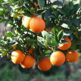Orange Tree, Patio Container Plant, 1-2 Ft Tall, 1 Gallon Pot