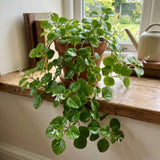 Green Swedish Ivy Plectranthus Live Plant, 4-6 Inch Tall, 4 Inch Pot