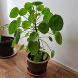 Pilea Money Live Plant, Well-Rooted Houseplant, 3 Inch Pot