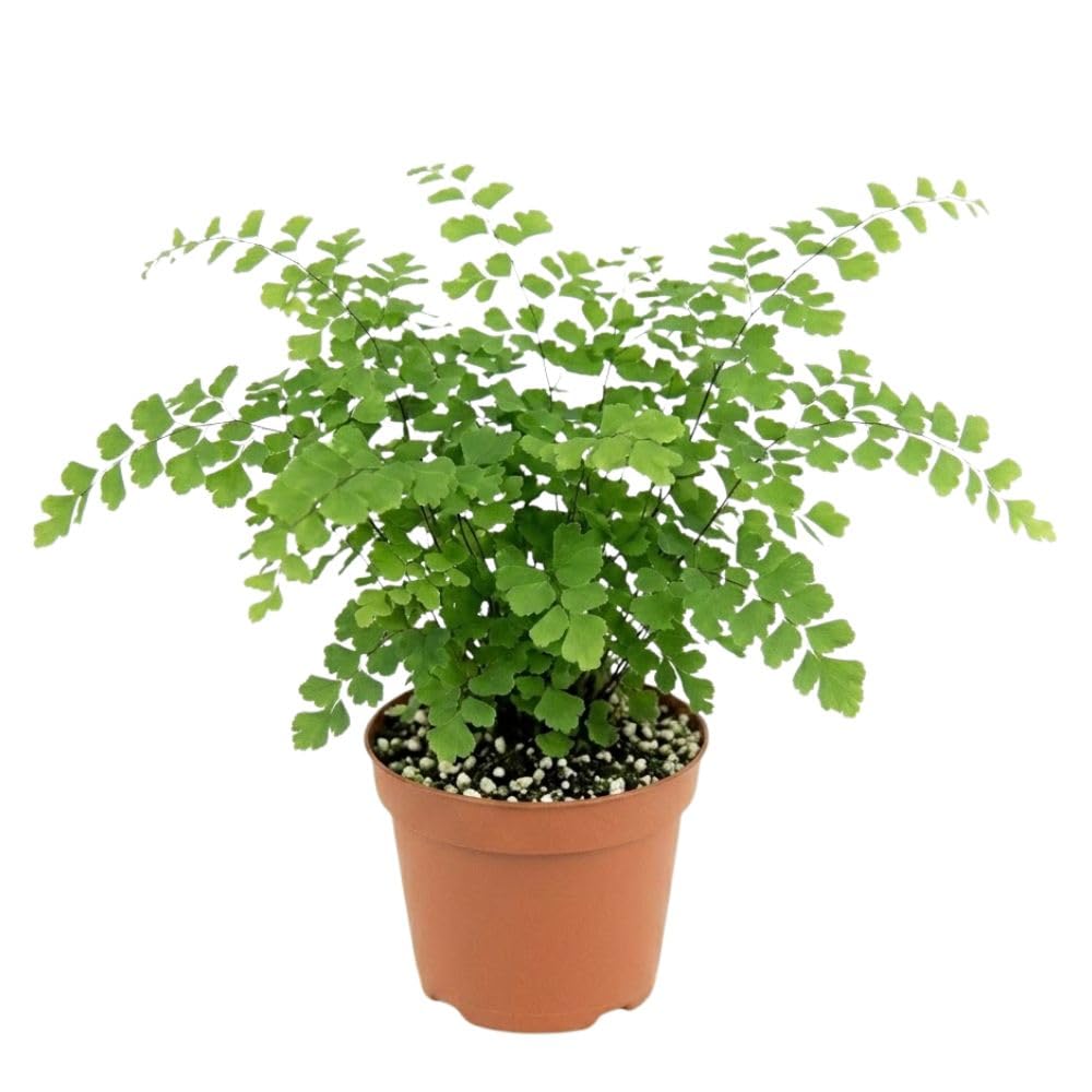 Pacific Maidenhair Fern Live Plant in 2.5 Inch Pot