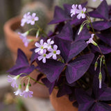 Set 2 Deep Purple Oxalis Triangularis Live Plant, 4–8 Inch Tall