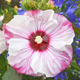 4 Random Hibiscus Flower Live Plants, Large Bloom Shrub, 4-8 Inch Tall
