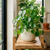 Money Plant Live in 6" Pot, Pilea Peperomioides Indoor Houseplant