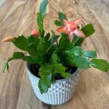 Salmon Christmas Cactus Plant Live, Holiday Cactus, 4-6 Inch Tall