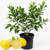 Meyer Lemon Tree, Starter Plant, 1-2 Ft Tall, 1 Gallon Pot