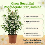 Star Jasmine Plant Live 4 to 6 Inch Tall