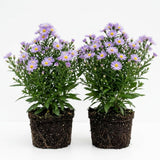 Set 2 Lilac Blue Aster Starter Plant, Live Aster Plant 3-5" Tall