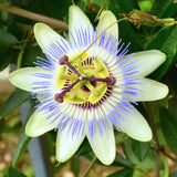 Blue Passion Flower Live Plant, Passiflora Garden Vine, 4-7 Inch Tall
