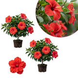 Pack 2 Red Hibiscus Plant 4-7 Inch Tall