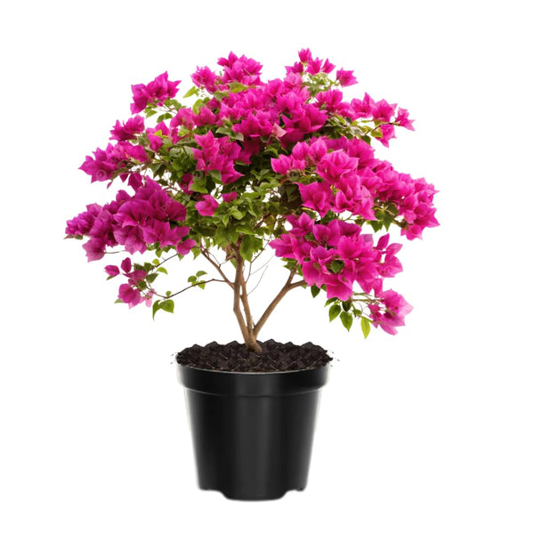 2 Pink Bougainvillea Live Plants, Indoor Outdoor Plant, 4-6 Inch Tall