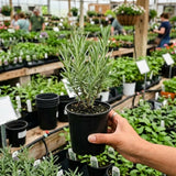 Provence Lavandula Lavender Live Plant, 4-5 Inch Tall, 3.5 Inch Pot