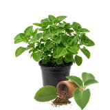 2PPP Green Cuban Oregano Plant, 4'' Tall in 4 Inch Pot, Fragrant Herb
