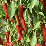 Red Pepper Plant Live, 4 Inch Pot