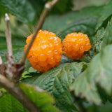 Yellow Salmonberry Plant Live, Berry Bush Plant, 6-8 Inch Tall, 5 Inch Pot