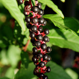 Chokecherry Plant Live, Fruit Tree, 5-8 Inch Tall, 5 Inch Pot