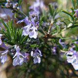 Live Rosemary Plant, Indoor Outdoor Herb Plant, 4-6 Inch Tall, 4 Inch Pot