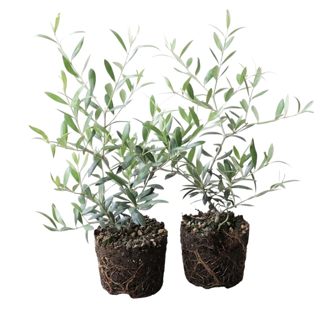 2 Arbequina Olive Live Plants, Fruit Tree, 4-6 Inch Tall