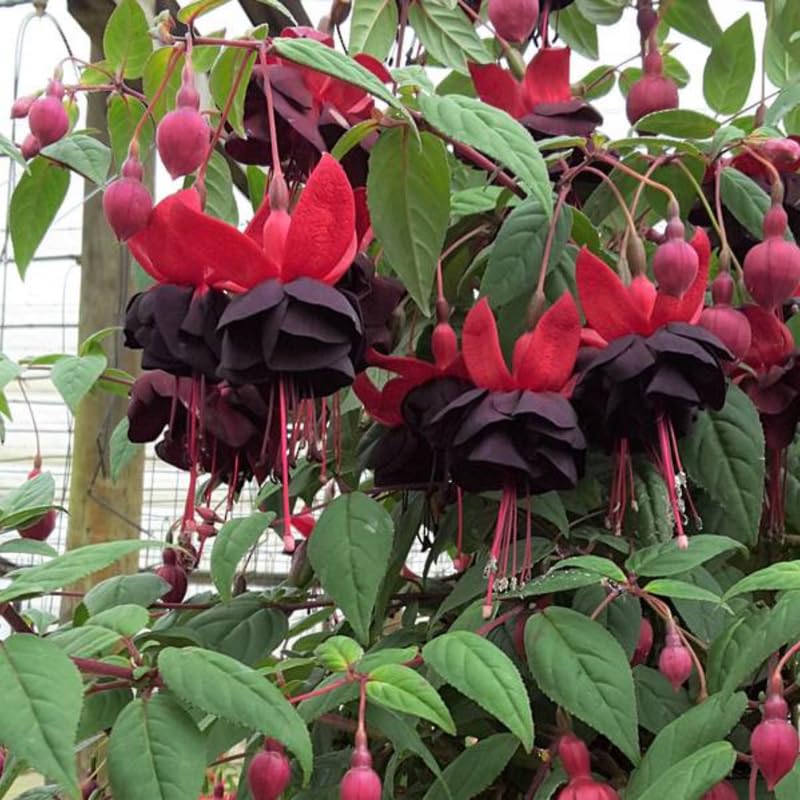 Red Black Fuchsia Live Plant, Long Blooming Flower, 5 Inch Pot