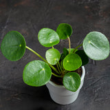 Pilea Money Live Plant, Well-Rooted Houseplant, 3 Inch Pot