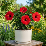 2 Red Hibiscus Bushes Live Plants, Flower Bush, 7-9 Inch Tall