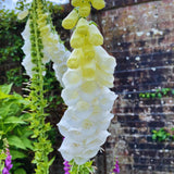 2 White Foxglove Live Plants, Garden Border Flower Plant, 3 Inch Pot