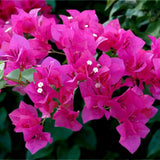 2 Deep Pink Bougainvillea Live Plants, Ornamental Vine Plant, 4-7 Inch Tall