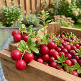 2 Cranberry Hibiscus Plants Live, Red Burgundy Blooms, 2-4 Inch Tall