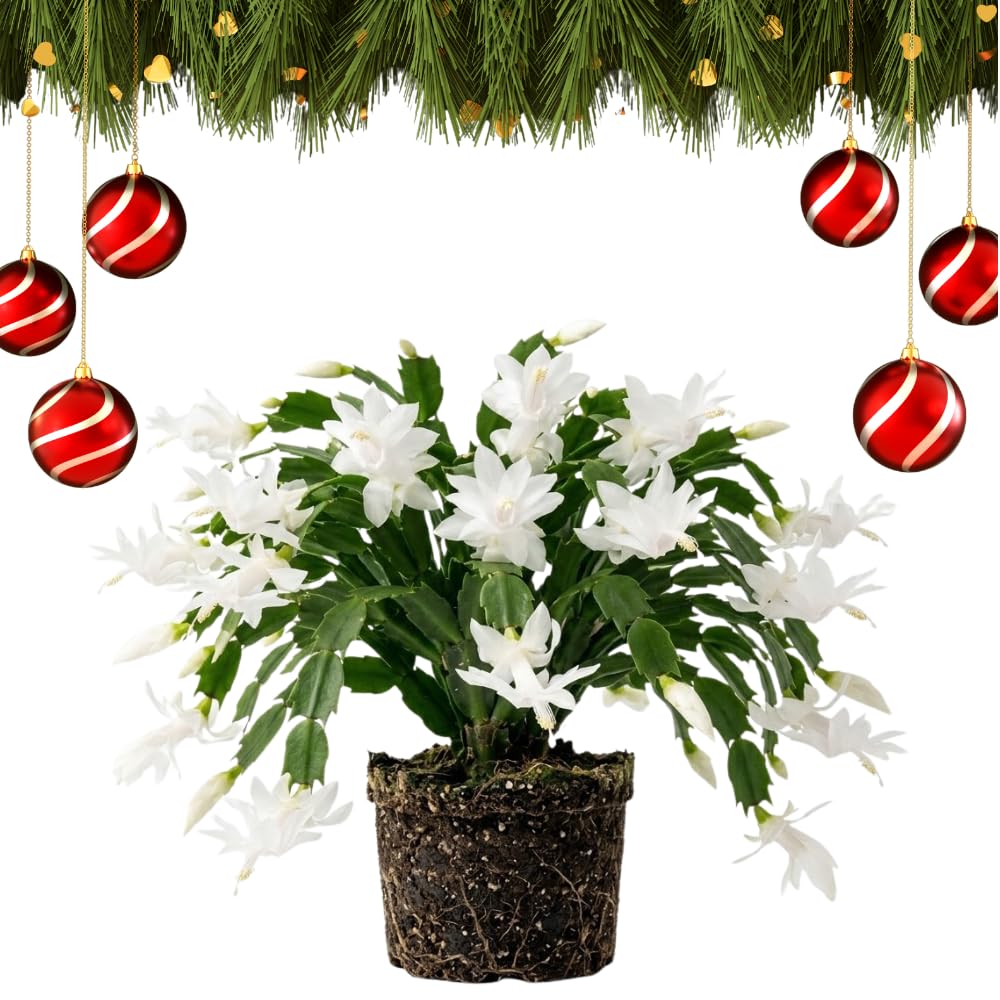 White Holiday Christmas Cactus Live Plant, Desk Shelf Plant, 4-6 Inch Tall