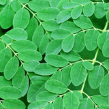 50 + Moringa Seeds to Plant, Garden Seeds for Planting