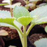 2 Cuban Oregano Plants Live, Culinary Herb Plant, 4 Inch Pot