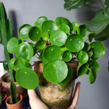 Pilea Peperomioides Houseplant Live, 4" Pot