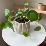 Pilea Peperomioides Houseplant Live, 4" Pot