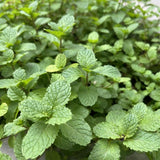 Mojito Mint Live Plant, 3–5 Inch Tall