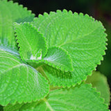 2 Cuban Oregano Plants Live, Garden Herb Plant, 4 Inch Tall, 4 Inch Pot