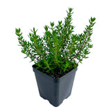 Thyme Live Plant, Indoor Outdoor Herb Plant, 5-8 Inch Tall