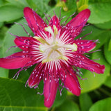 Burgundy Passion Flower Plant Live, Passiflora Garden Vine, 4-7 Inch Tall
