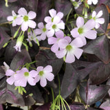 Purple Shamrock Oxalis Plant Live, Indoor Plant, 4-6 Inch Tall, 4 Inch Pot