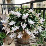 Live White Christmas Cactus in 3 Inch Pot, 2 Plants Per Pot