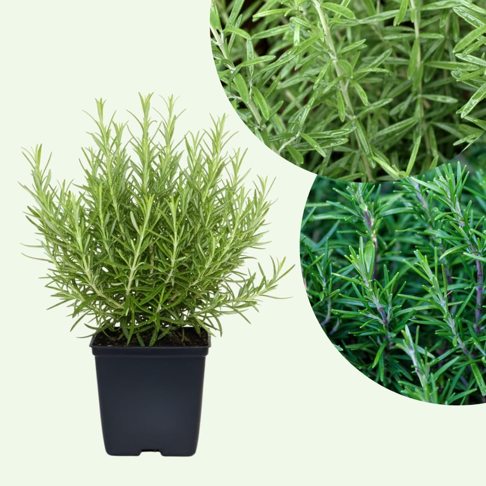 Rosemary Plant Live, Indoor Outdoor Herb Plant, 10-12 Inch Tall