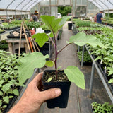 Eggplant Live Plant, Outdoor Patio Container Plant, 8 Inch Tall, 4 Inch Pot