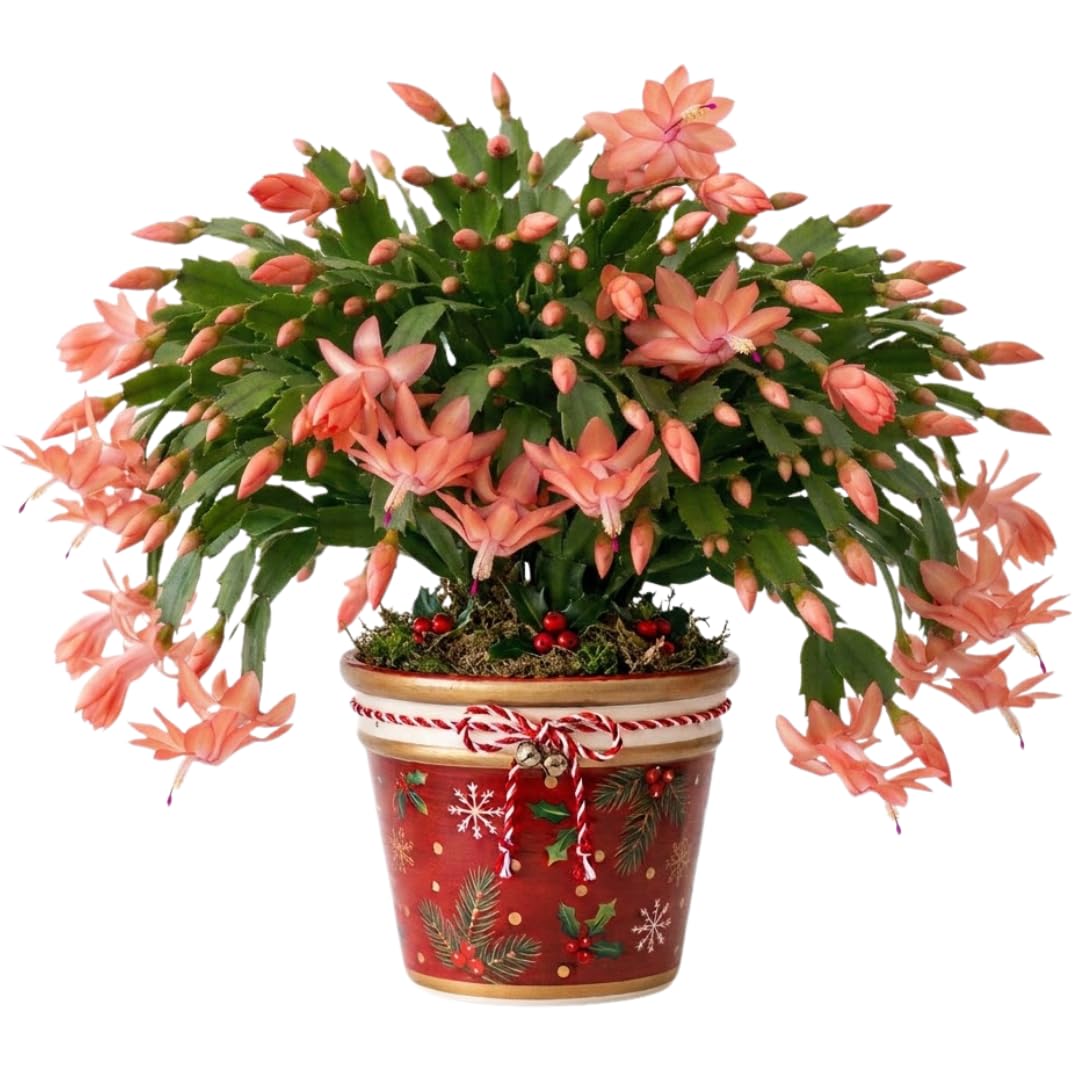 Salmon Christmas Cactus Live Plant, 4-6 Inch Tall