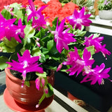 Purple True Christmas Cactus Live Plant, Desk Shelf Plant, 4-6 Inch Tall