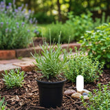Lavender Live Plant, 3 Inch Pot