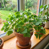 Green Live Shamrock Oxalis Plant, Easy Care Houseplant, 5-7 Inch Tall
