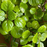 Green Live Swedish Ivy Plant, 3-5 Inch Tall, 2 Inch Pot