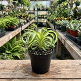 Variegated Spider Live Plant, Home Office Decor Plant, 2 Inch Pot
