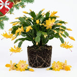 Yellow Christmas Cactus Live Plant, 3 Inch Pot, 2 Plants Per Pot