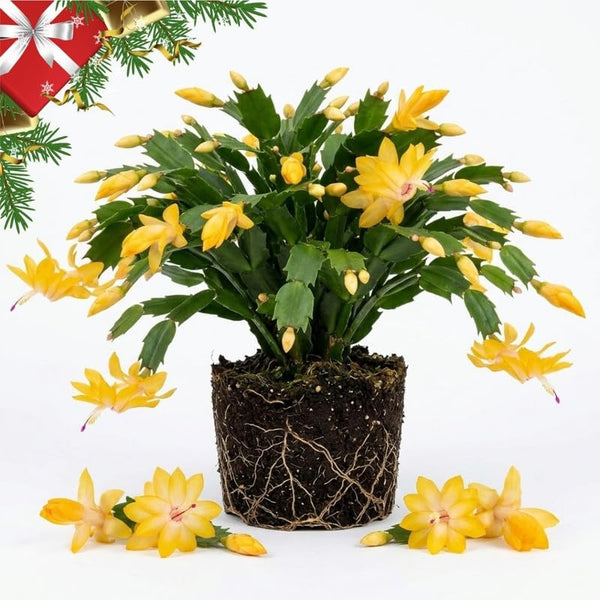 Yellow Christmas Cactus Live Plant, 3 Inch Pot, 2 Plants Per Pot