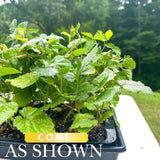 3 Golden Yellow Live Raspberry Plants, 3-5 Inch Tall